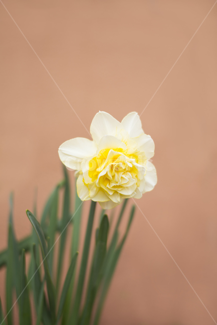 plant,식물,blossom,flower,수선화,노랑색,봄배경,꽃