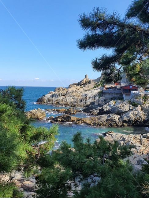 바다,나무,곶,promontory,절,용궁사,자연,풍경,nature,landscape