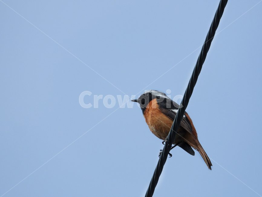 곤줄박이,새,자연,동물,날개,하늘,bird