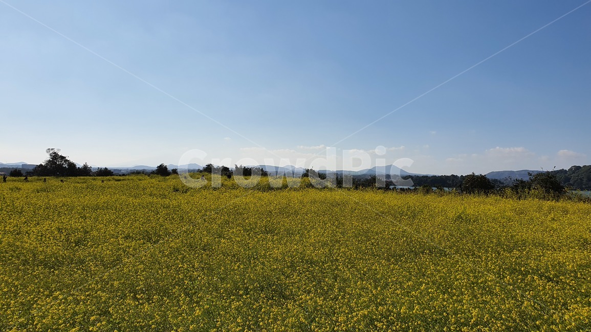 outdoors,옥외,field,들,grassland,목초지,nature,자연,유채꽃,제주도,꽃밭,자연,풍경,nature,landscape
