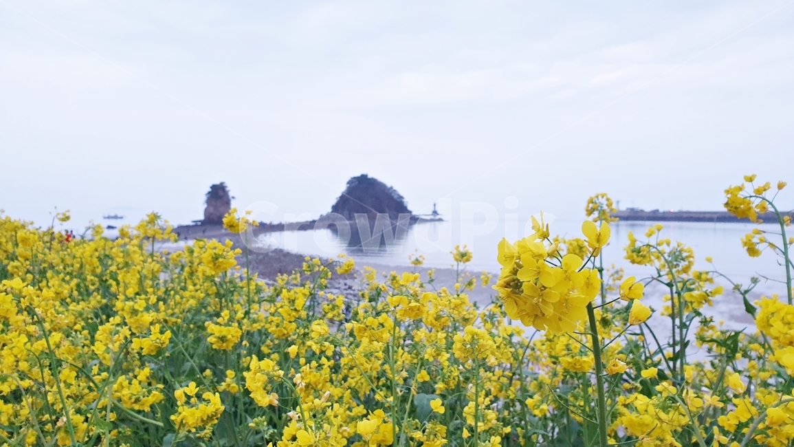 바다,꽃,유채꽃,꽃밭,풍경,할미바위,할아비바위,flower,yellow,island,landscape,plant,바위,해변,봄,계절,spring,season,자연,풍경,nature,landscape,outdoors,옥외,land,땅,shoreline,해안선,water,물,ocean,대양,sea,coast,연안