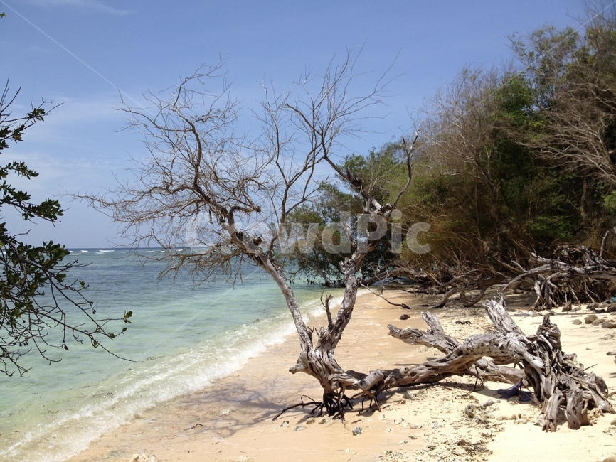 길리,바다,나무,하늘,gili,sea,tree,sky,seaandtrees,고즈넉
