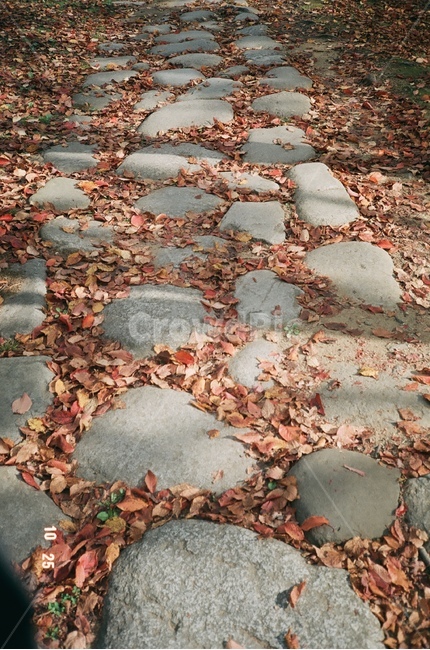 가을,감성,필름사진,필름,돌길,돌담,가을,계절,fall,autumn,season