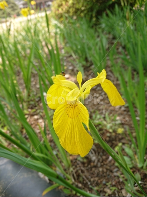 iris,아이리스,plant,식물,blossom,꽃,flower,식물,자연,plants,nature,꽃,flower
