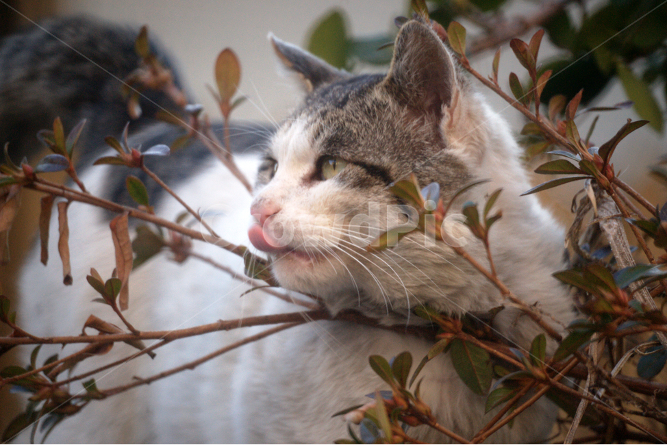 고양이,길냥이,야옹이,반려동물,유기묘,동물,애완동물,냥이,동물,animal,포유류,mammal,고양이,cat,kitten,kitty