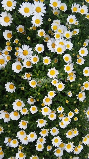 구절초,꽃,자연,감성,flower