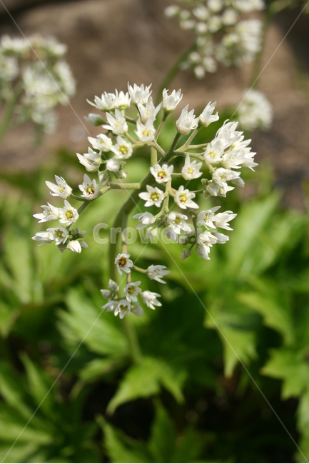 꽃,돌단풍,하얀꽃,flower,식물,봄,계절,spring,season,식물,자연,plants,nature,꽃,flower,plant