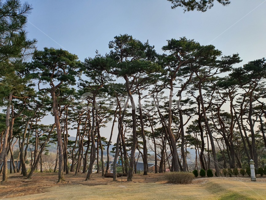 소나무,멋진,나무,식물,tree,한국나무