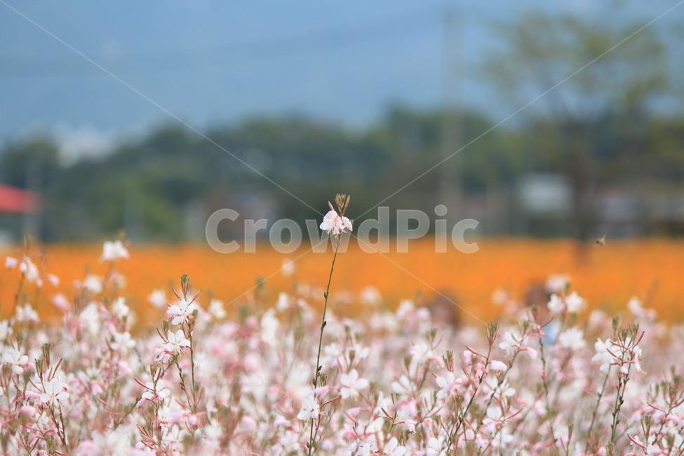 꽃,식물,자연,가우라,흰색,노랑,꽃무리,plant,plower,식물,자연,plants,nature,꽃,flower