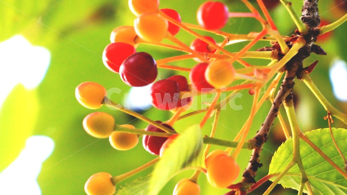열매,나무,나뭇잎,열매과일,잎,식물,자연,plants,nature,과일,열매,fruit
