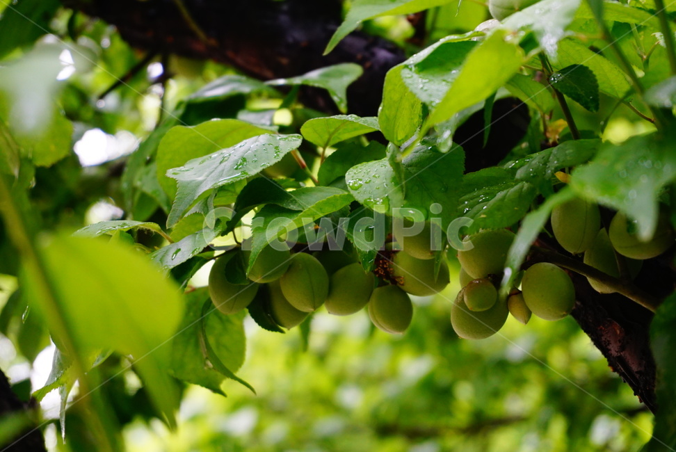 초여름,열매,매실,초록,나무,과수,매실차,summer,식물,자연,plants,nature,과일,열매,fruit