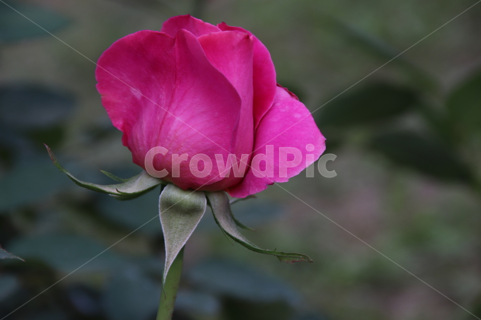 장미꽃,장미,꽃,자연,풍경,이곡장미공원,식물,자연,plants,nature,꽃,flower