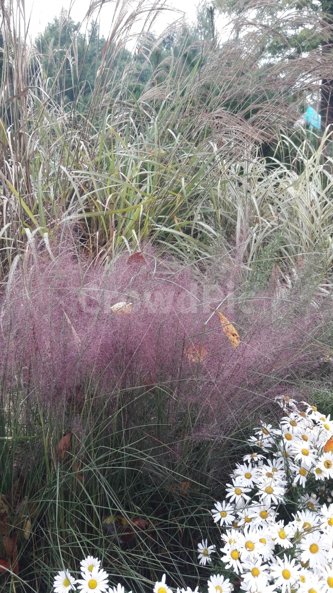 갈대,보라,꽃,흰색,어울림,식물,자연,plants,nature,꽃,flower