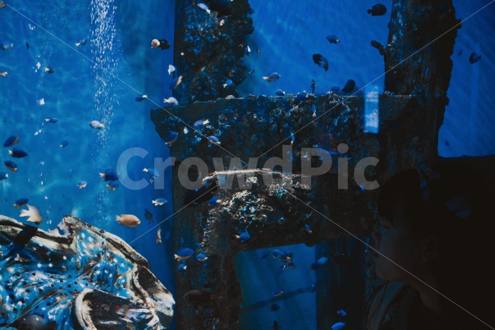 수조관,아쿠아리움,물고기,바다,물,여자,사람,부산,동물,animal,어류,물고기,fish,사람,인물,인간,human,person