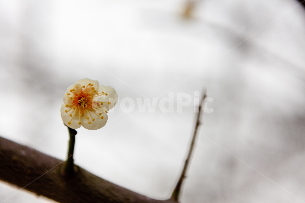 매화,식물,꽃,봄,꽃들,꽃잎,봄,계절,spring,season,식물,자연,plants,nature,꽃,flower,plant