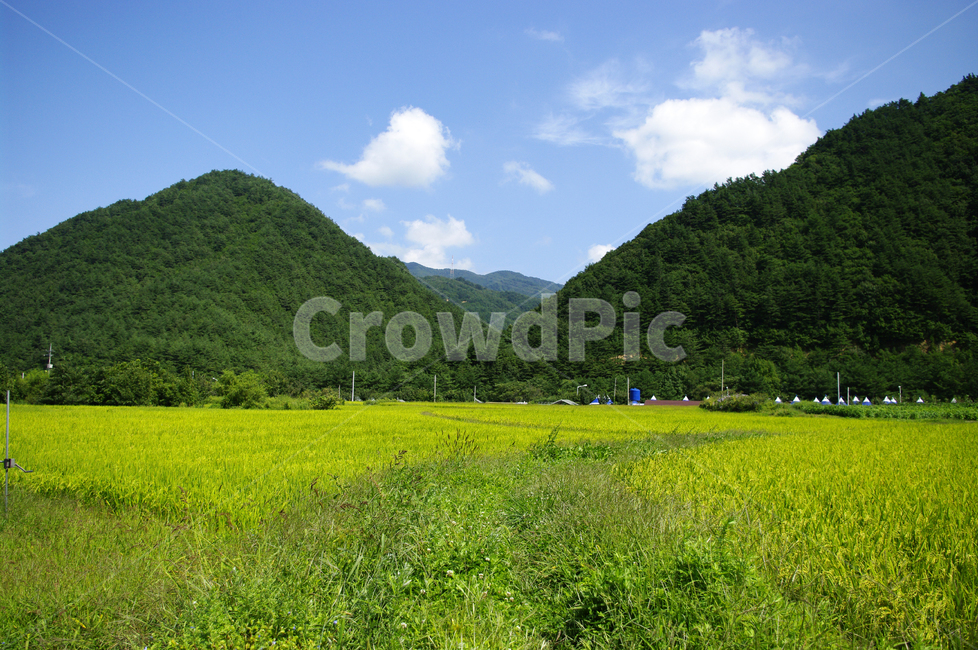 논,벼,농촌,시골,풍경,자연,풍경,nature,landscape,field,들,grassland,목초지,outdoors,옥외,rural,farm,농장