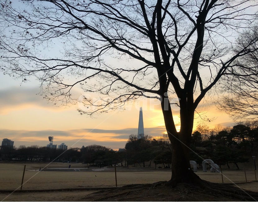 풍경,여행,노을,석양,공원,올림픽공원,나무,하늘,빌딩,도시,풍경,city,landscape,한국도시풍경,한국도시경관,korea cityscape,nature,자연,outdoors,옥외,dusk,황혼,dawn,새벽,sky,red sky,붉은 하늘,sunset,일몰,plant,식물,tree