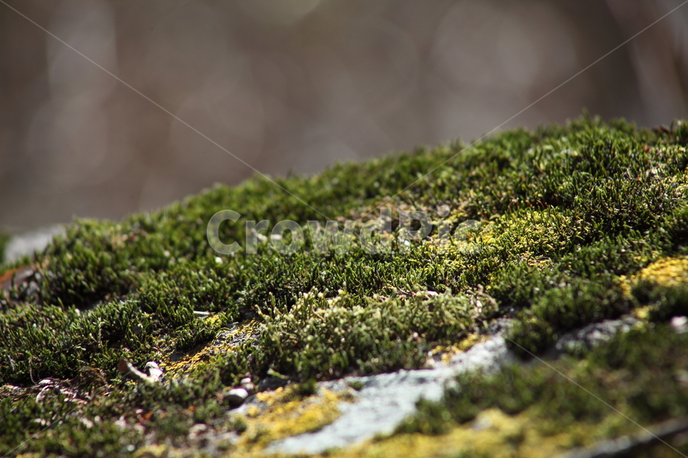 초록,이끼,식물,선태식물,moss,식물,자연,plants,nature