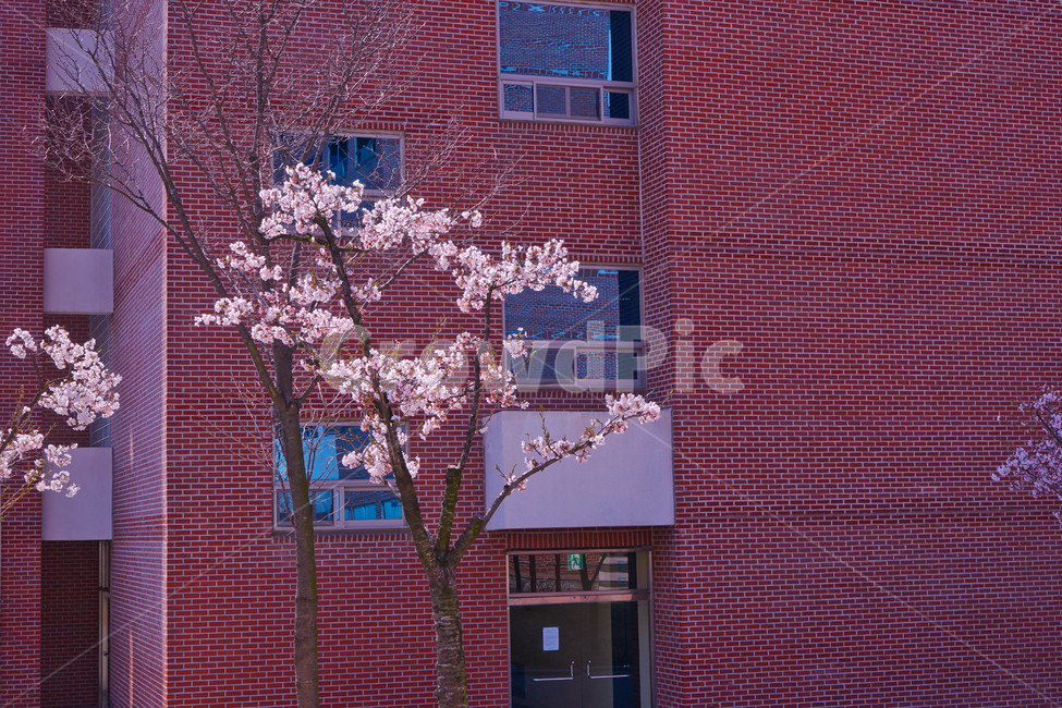 꽃,건물,벚꽃,식물,봄꽃,계절,봄,계절,spring,season,식물,자연,plants,nature,꽃,flower,건축물,건물외관,exterior,building,structure,architecture,construction,plant