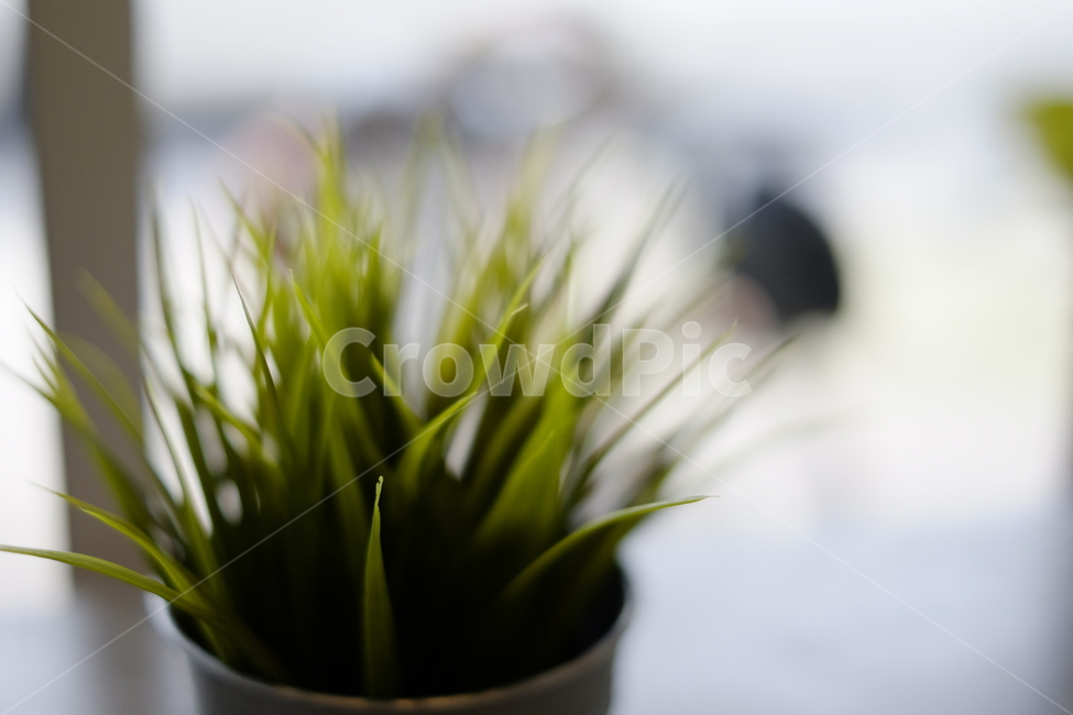 화분,배경,화분배경,멋진,멋진화분,식물,자연,plants,nature,감성,sensible,feeling