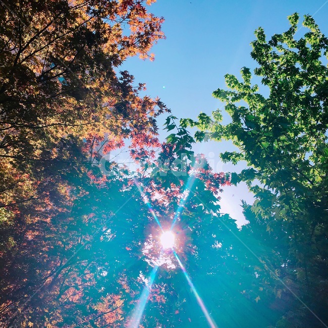 하늘,햇살,나무,자연,sky,단풍,가을,계절,fall,autumn,season,자연,풍경,nature,landscape,light,빛,flare,플레어