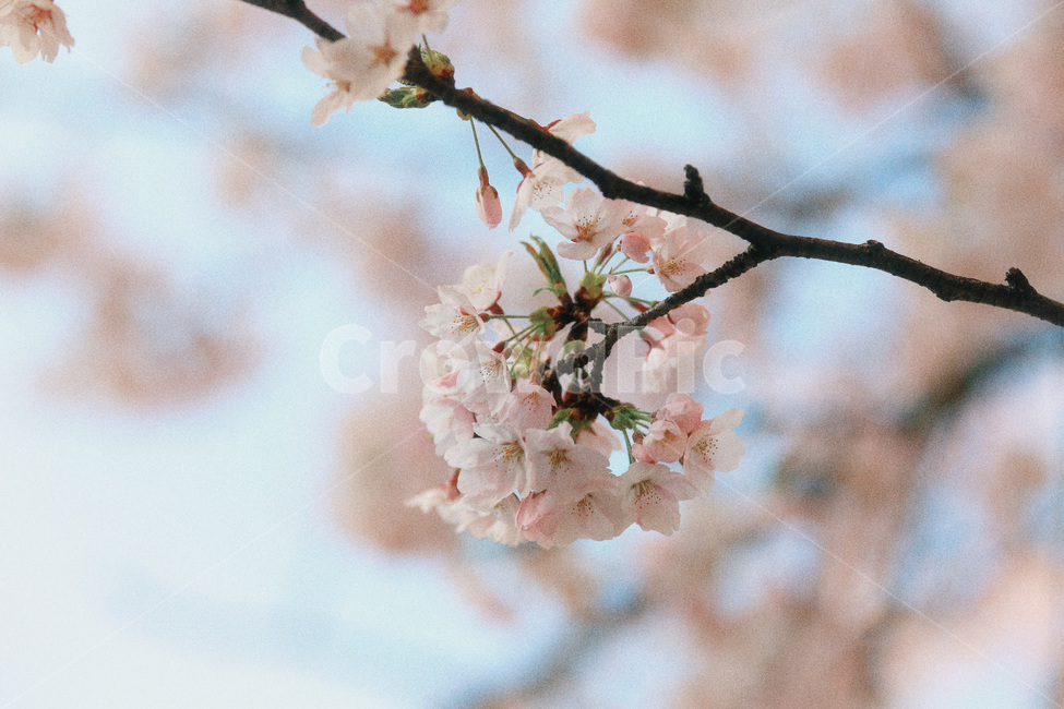 벚꽃,봄,꽃,꽃놀이,봄꽃