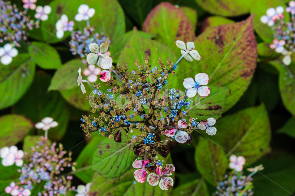봄,꽃,들꽃,flower,계절,식물,자연,네츄럴,봄,계절,spring,season,식물,자연,plants,nature,꽃,flower,plant