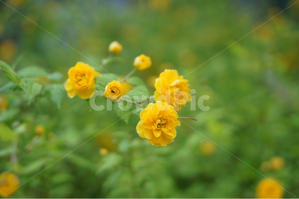 황매화,봄,노랑,낮,풍경,꽃,식물,자연,plants,nature,꽃,flower