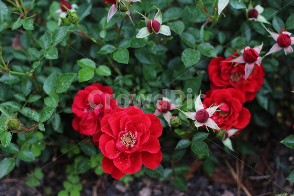 장미,rose,flower,꽃,플라워,식물,축제,향기,꽃향기,봄,계절,spring,season,식물,자연,plants,nature,꽃,flower,plant,blossom,geranium,제라늄