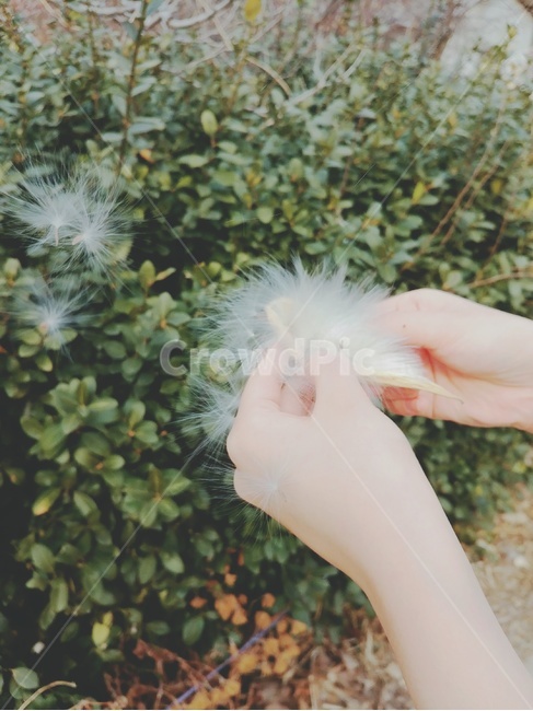 씨앗,박주가리,정원,바람,박주가리씨앗