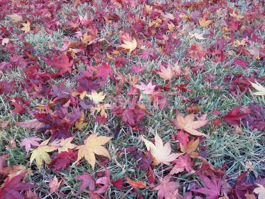 식물,plant,잎,leaf,나무,tree,단풍,maple,가을,계절,fall,autumn,season