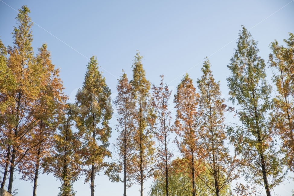 풍경,나무,단풍,가을,하늘,가을,계절,fall,autumn,season,자연,풍경,nature,landscape,식물,plants,나무,trees,wood,tree,plant,fir,전나무,conifer,구과 식물