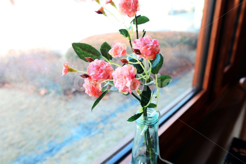 장미,장미꽃,꽃,로즈,rose,식물,자연,plants,nature,꽃,flower