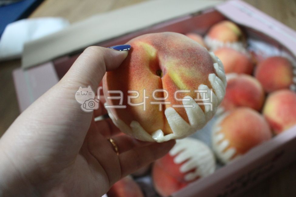 fruit,과일,peach,복숭아,물복