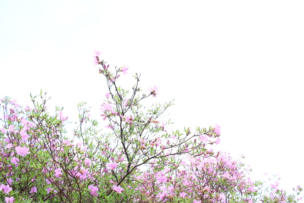 봄,비,봄비,철쭉,사라의기쁨,봄,계절,spring,season,식물,자연,plants,nature,꽃,flower,plant,blossom
