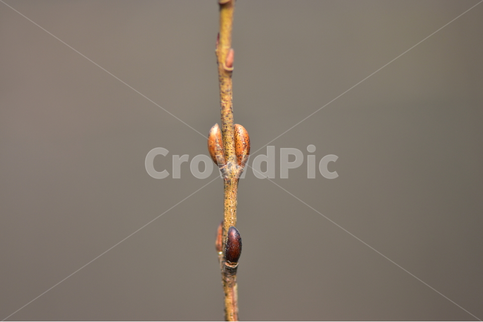 키버들,사진,식물,도감,plant,tree,nature,자연,생태,겨울,계절,나무,목본,학습,자료,study,겨울눈,겨울,계절,winter,season,식물,자연,plants,nature