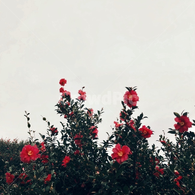동백,동백꽃,제주도,겨울제주,꽃,식물,자연,plants,nature,꽃,flower