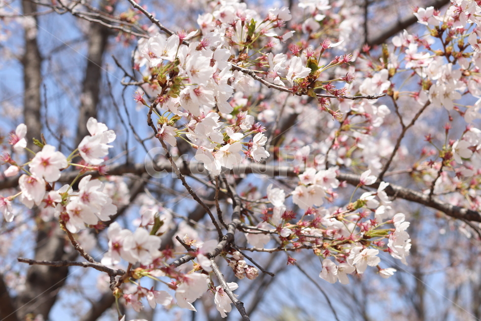 벚꽃나무,벚꽃,꽃,공원,사쿠라,인천대공원,자연,풍경,nature,landscape,꽃,flower,나무,trees,wood,plant,식물,blossom