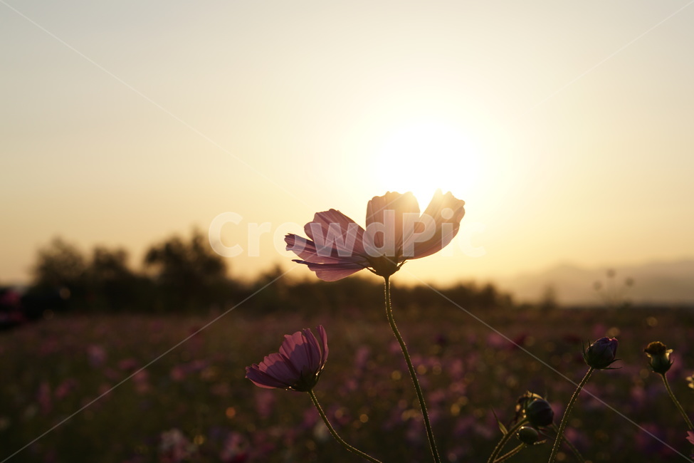 햇빛,sunlight,nature,코스모스,빛,가을,계절,fall,autumn,season,식물,자연,plants,nature,꽃,flower,light,flare,플레어