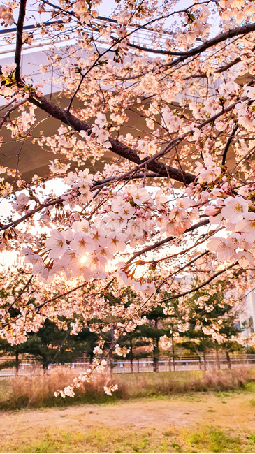 벚꽃,꽃,봄,식물,나무,분홍,plant,blossom,flower,cherryblossom,spring,pink