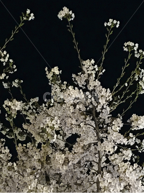 봄,벚꽃,밤,밤벚꽃,벚꽃축제,꽃놀이,나들이,꽃,봄,계절,spring,season,식물,자연,plants,nature,꽃,flower,plant,blossom