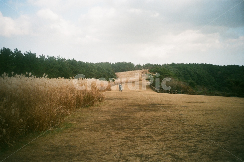 제주오름,산굼부리,억새,들판,산책로,황금빛,하늘,필름사진,자연,풍경,nature,landscape,field,들,outdoors,옥외