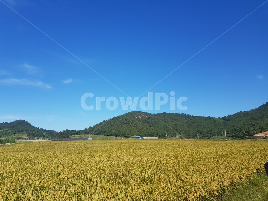 벼,가을,파란하늘,시골,풍경,자연,풍경,nature,landscape,outdoors,옥외,field,들,grassland,목초지