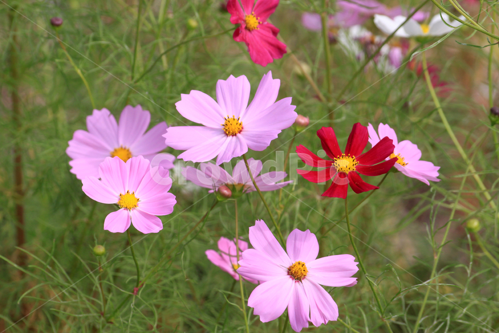 코스모스,가을,꽃,flower,blossom,식물,가을꽃,가을,계절,fall,autumn,season,식물,자연,plants,nature,꽃,flower,geranium,제라늄,plant,petal,꽃잎