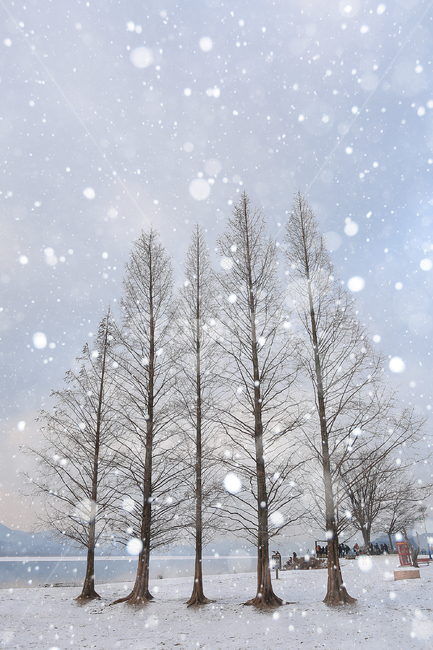 겨울,눈,설경,두물머리,나무,winter,snow,tree,겨울,계절,winter,season,자연,풍경,nature,landscape,감성,sensible,feeling,storm,폭풍,blizzard,눈보라,outdoors,옥외