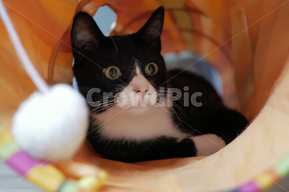 고양이,개냥이,표정,애교,동물,얼굴,귀여운,동물,animal,포유류,mammal,고양이,cat,kitten,kitty