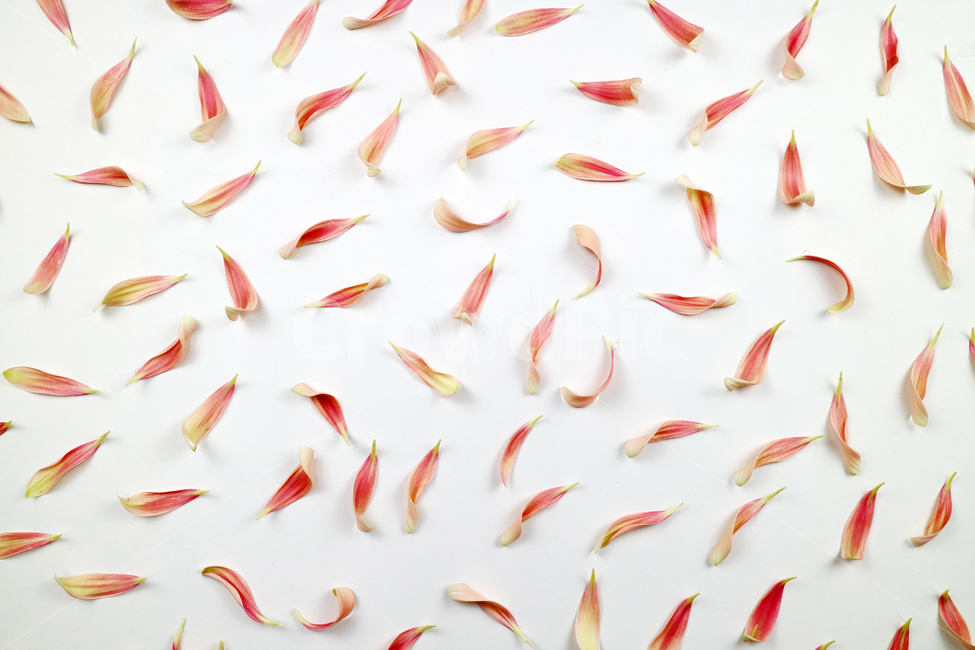 꽃잎,백그라운드,식물,자연,계절,봄,꽃,배경,배경이미지,내추럴,flower,nature,flora,background,꽃,flower