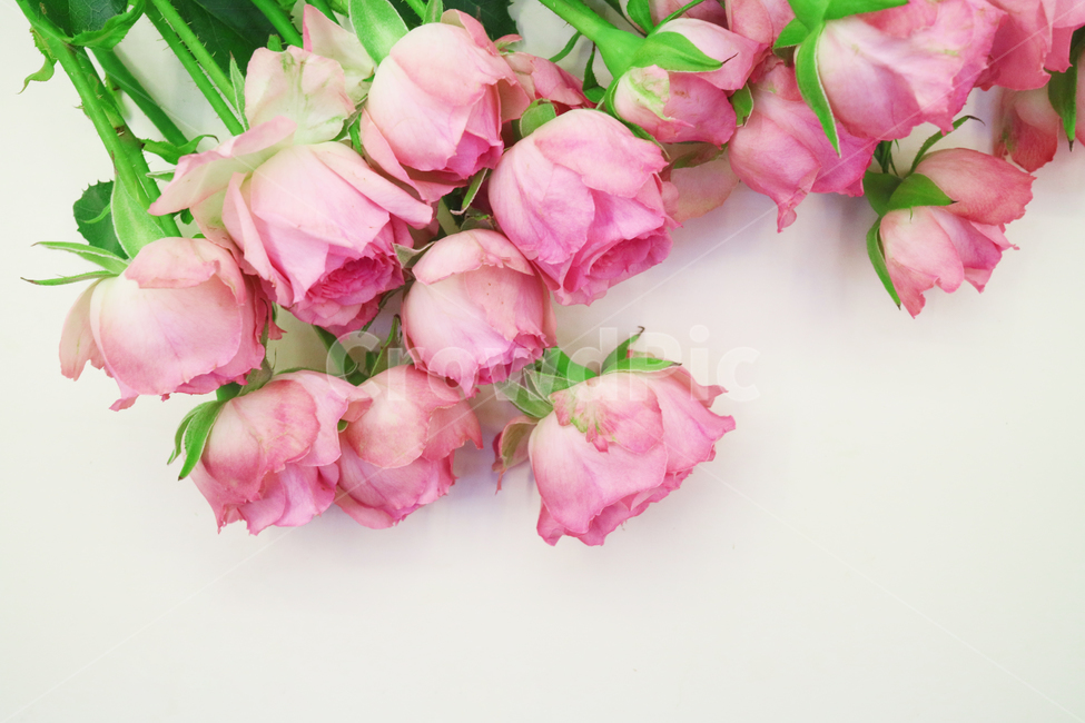 장미,장미꽃,분홍장미,로즈,분홍꽃,꽃,꽃다발,오브젝트,누끼,백그라운드,핑크,핑크로즈,자나장미,꽃,flower,기념일,축하,anniversary,congratulation,celebrate,celebration