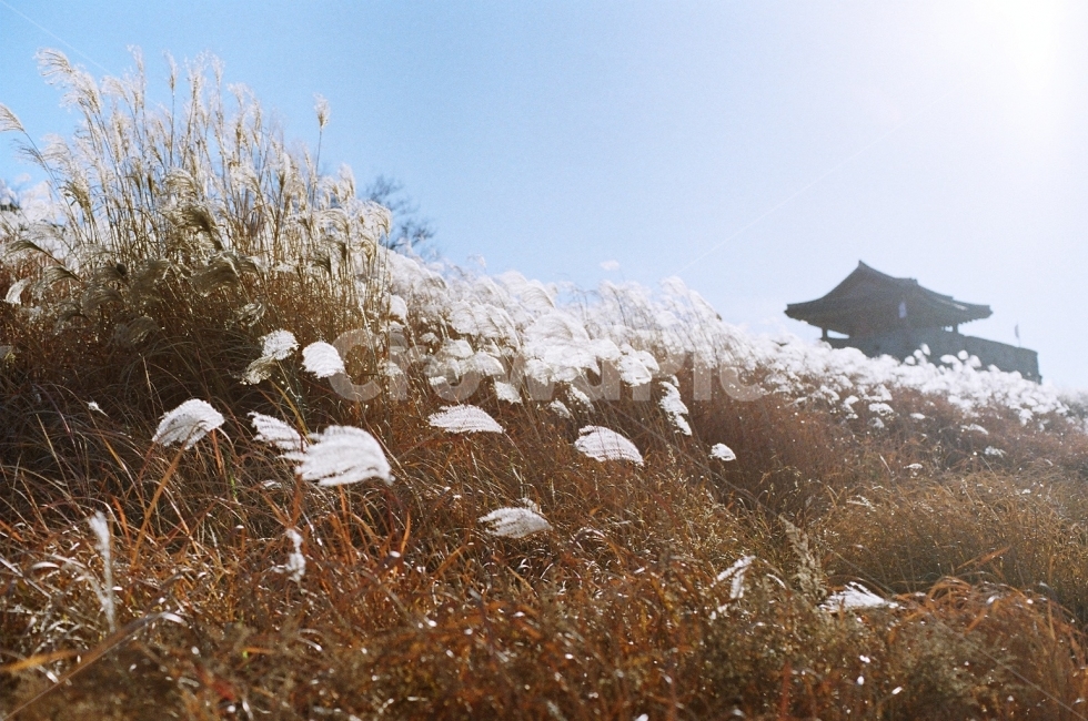 필름사진,억새,억새풀,수원화서공원,풍경사진,가을,계절,fall,autumn,season,자연,풍경,nature,landscape,한국자연풍경,한국자연경관,korea nature landscape,한국전통,한국문화,korean traditional,korean culture,식물,plants,감성,sensible,feeling,grass,잔디,plant,lawn,reed,갈대