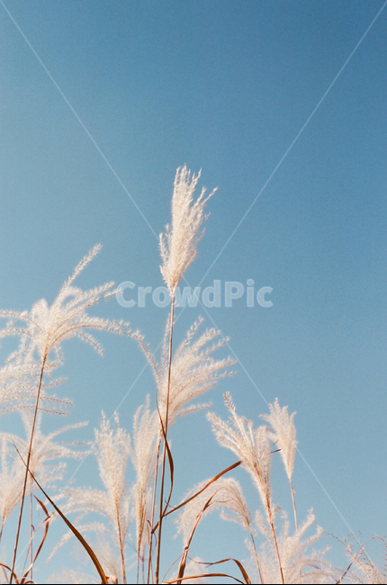 가을,갈대,푸른하늘,reed,자연,야외,하늘,맑은하늘,클로즈업,식물,가을,계절,fall,autumn,season,식물,자연,plants,nature,grass,잔디,plant,lawn